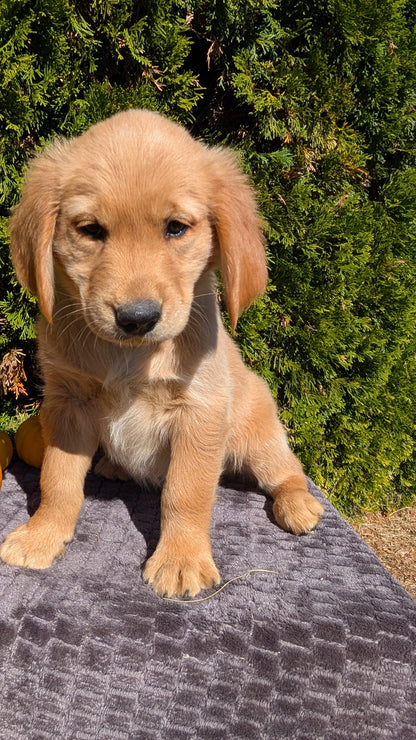 GOLDEN RETRIEVER (08/14) MALE