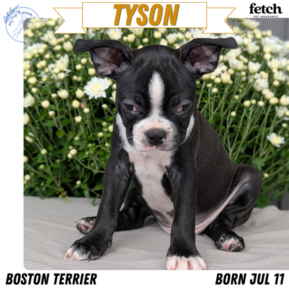BOSTON TERRIER (JUL 11) 4 FEMALES/4 MALES