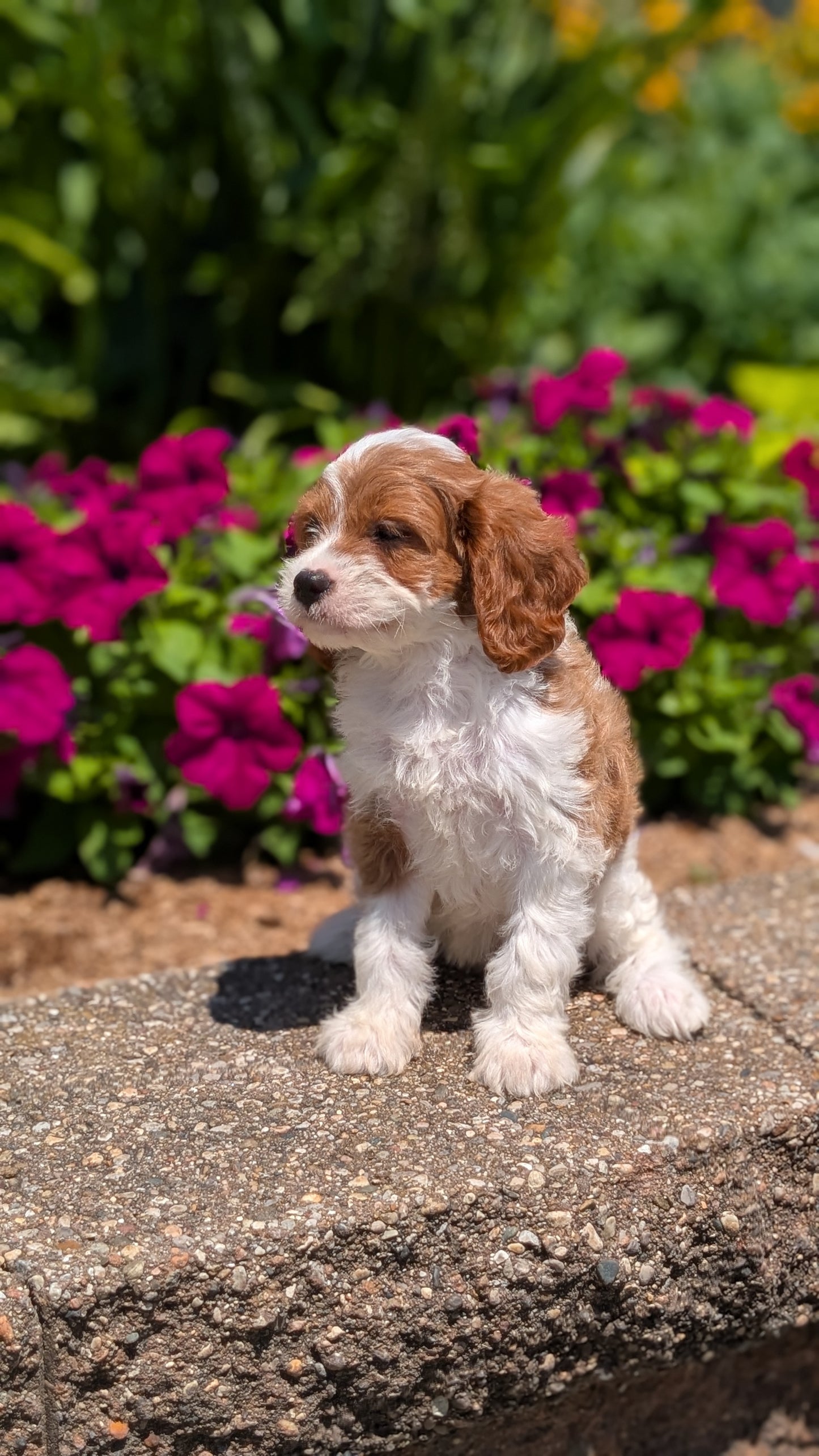 CAVAPOO (MAY 18) FEMALES