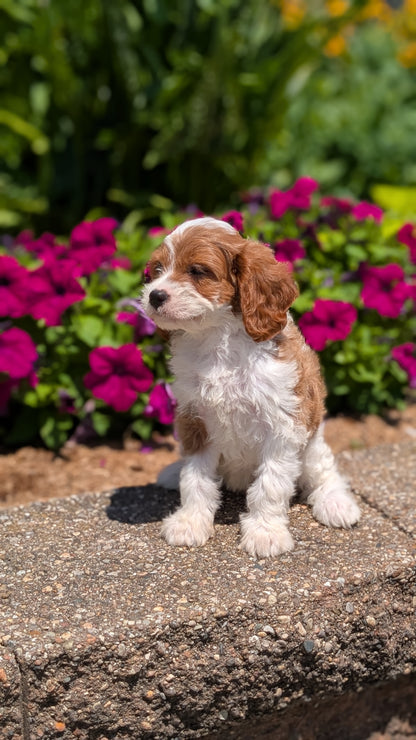 CAVAPOO (MAY 18) FEMALES