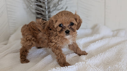 CAVAPOO (NOV 08) FEMALE