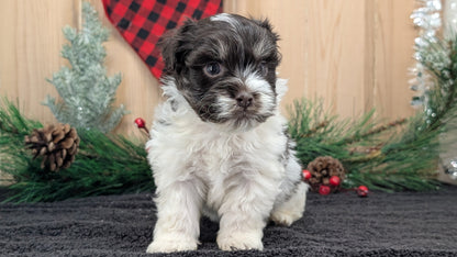 HAVANESE (OCT 25) MALES