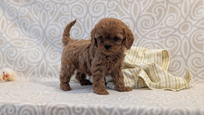 CAVAPOO (FEB 24) FEMALE
