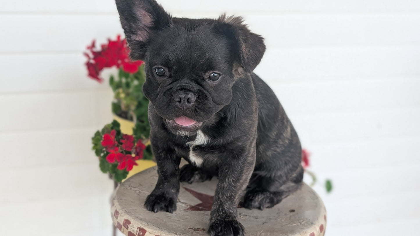FRENCH BULLDOG (MAR 09) FEMALES