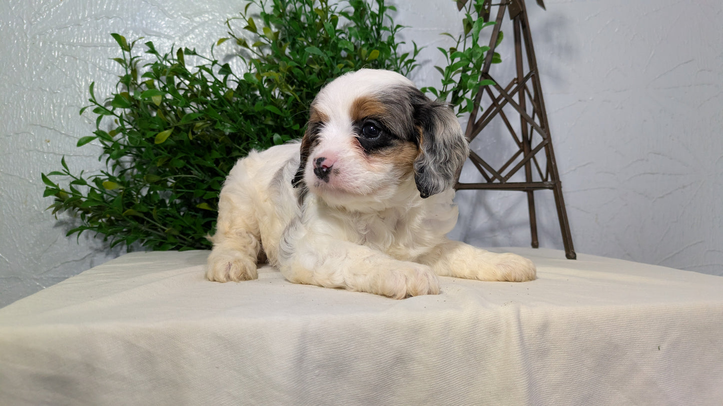 CAVAPOO (02/17) FEMALE