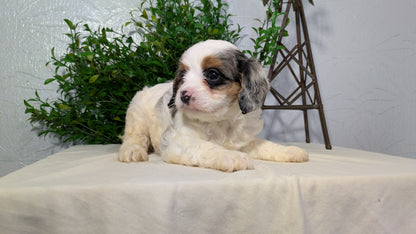 CAVAPOO (02/17) FEMALE