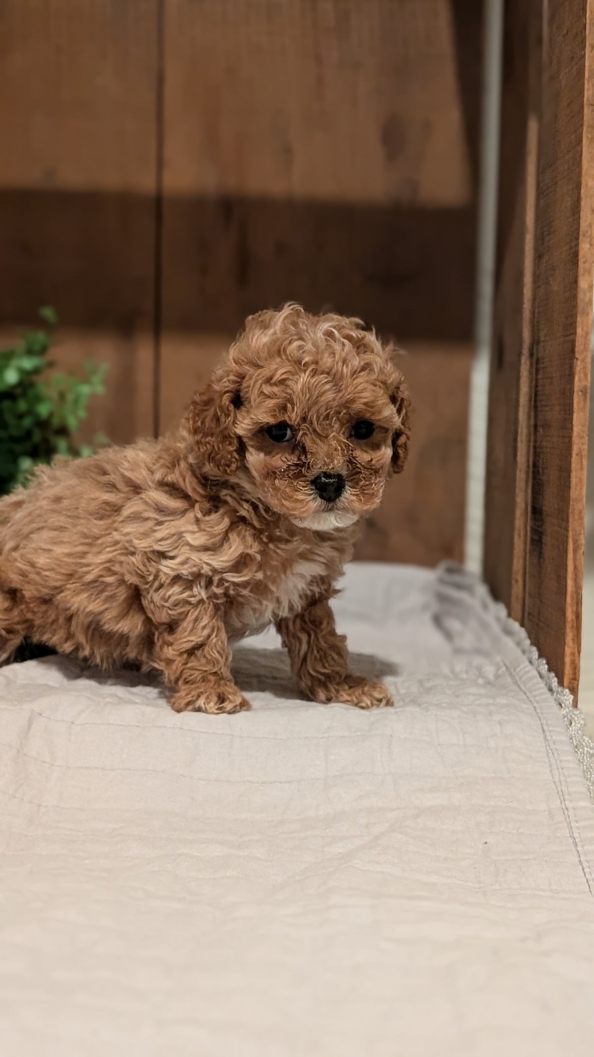 COCKAPOO (AUG 17) 3 FEMALES/1 MALE