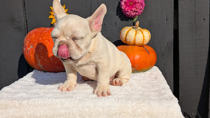 FRENCH BULLDOG (07/08) MALE
