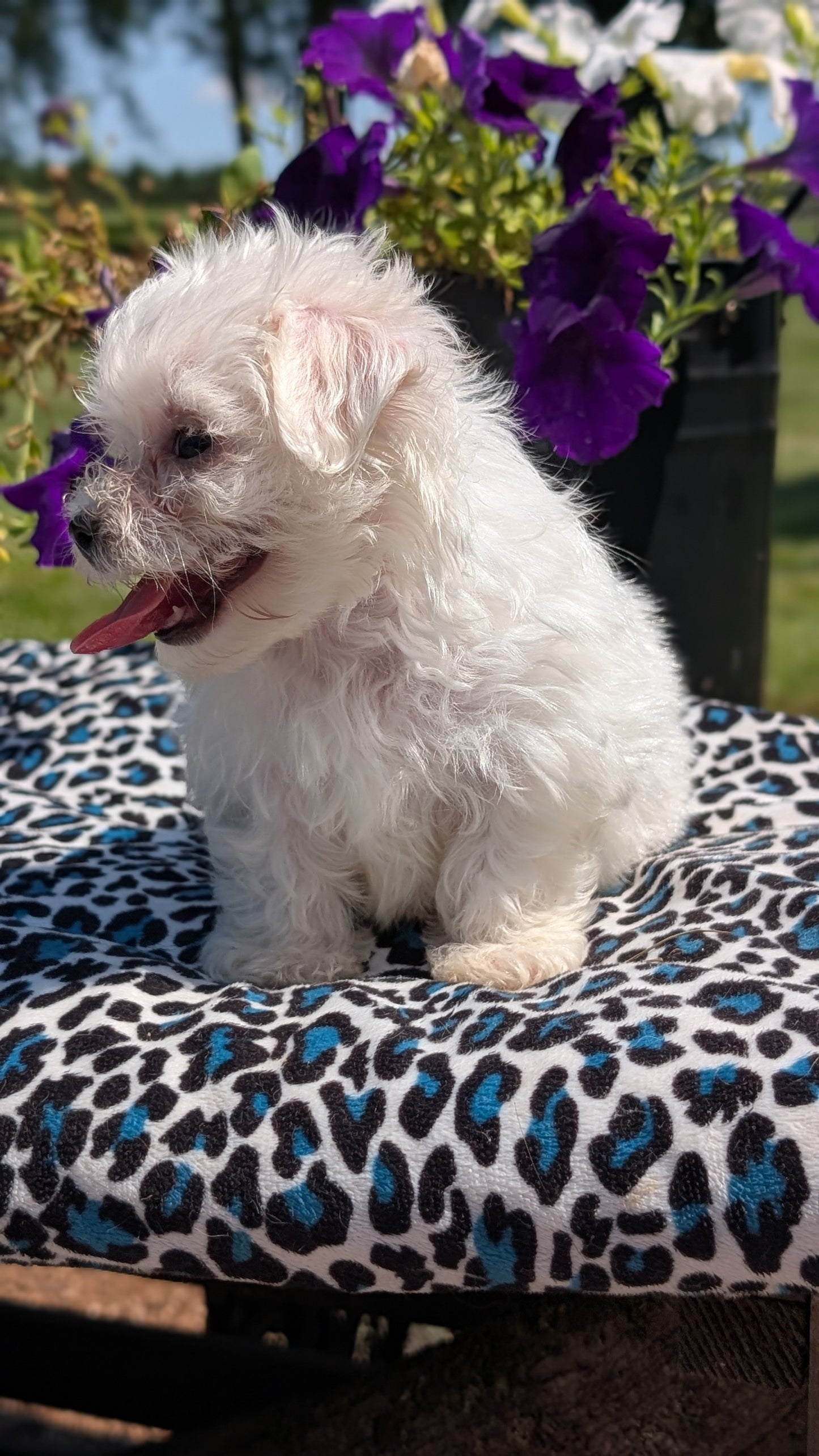MALTESE (JUN 13) FEMALES