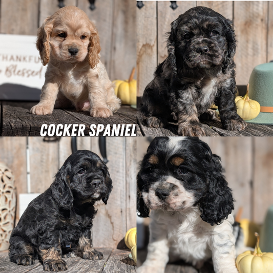 COCKER SPANIEL (09/19) MALE