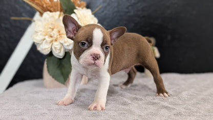 BOSTON TERRIER (FEB 09) MALES