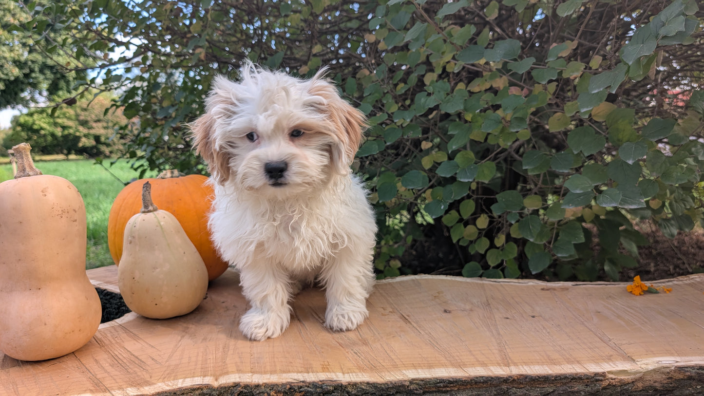 TEDDY BEAR (06/29) FEMALE