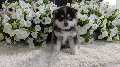 POMSKY (04/01) MALE