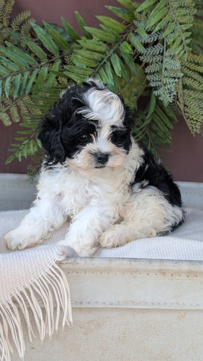 COCKAPOO (MAY 22) MALES