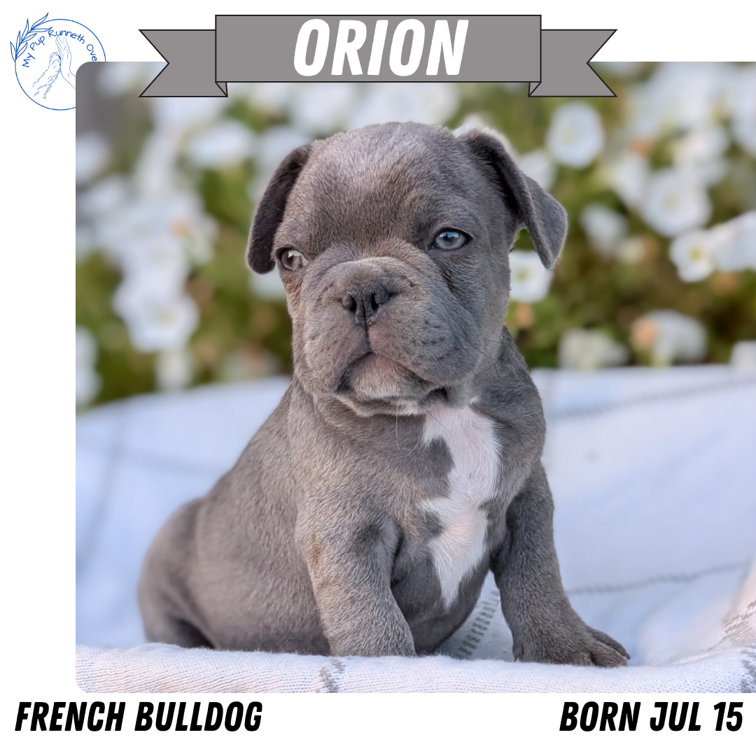 FRENCH BULLDOG (07/15) MALE