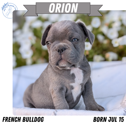 FRENCH BULLDOG (07/15) MALE