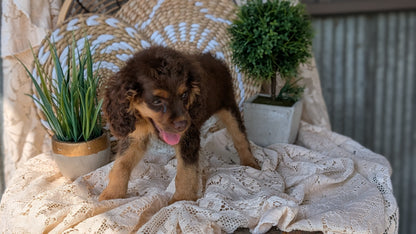COCKAPOO (06/02) FEMALE