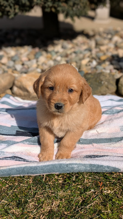 GOLDEN RETRIEVER (02/01) MALE