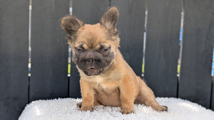 FRENCH BULLDOG (MAY 26) FEMALE