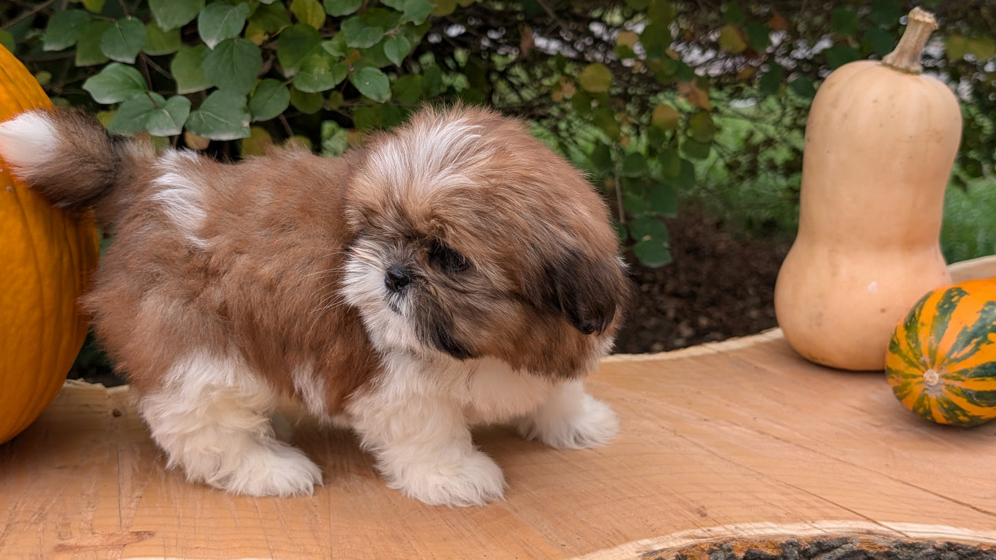 SHIH TZU (08/19) FEMALE