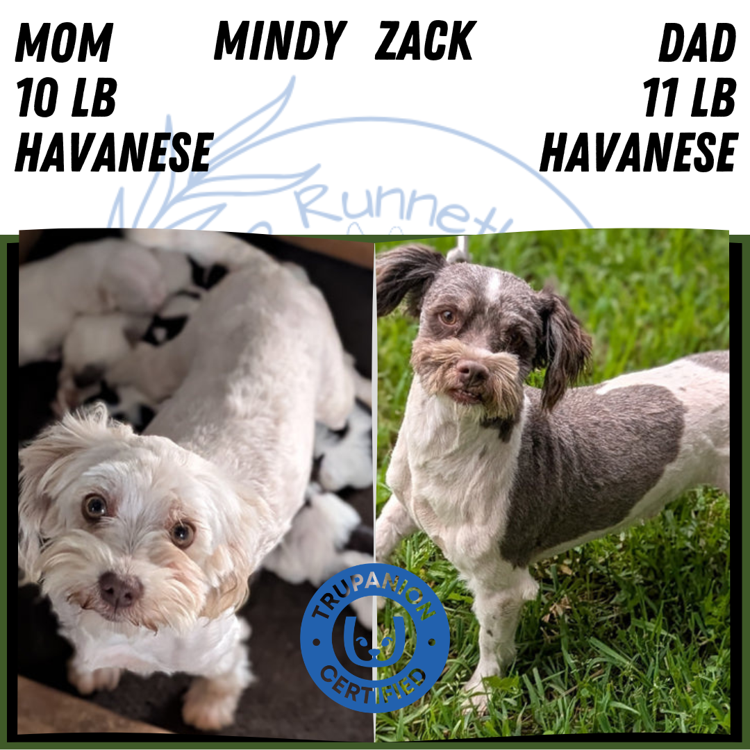 HAVANESE (APR 09) MALES