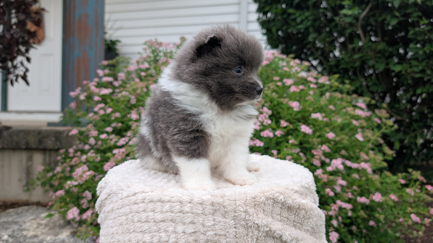 POMERANIAN (04/22) FEMALE