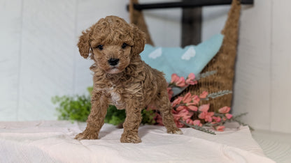 MINI POODLE (DEC 04) MALES