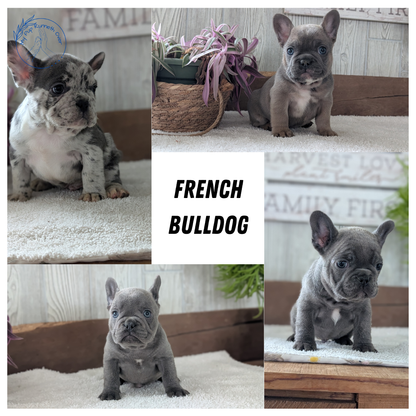 FRENCH BULLDOG (NOV 22) FEMALE