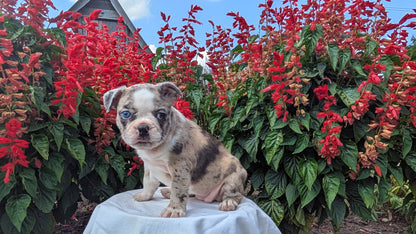 FRENCHTON (06/25) FEMALE