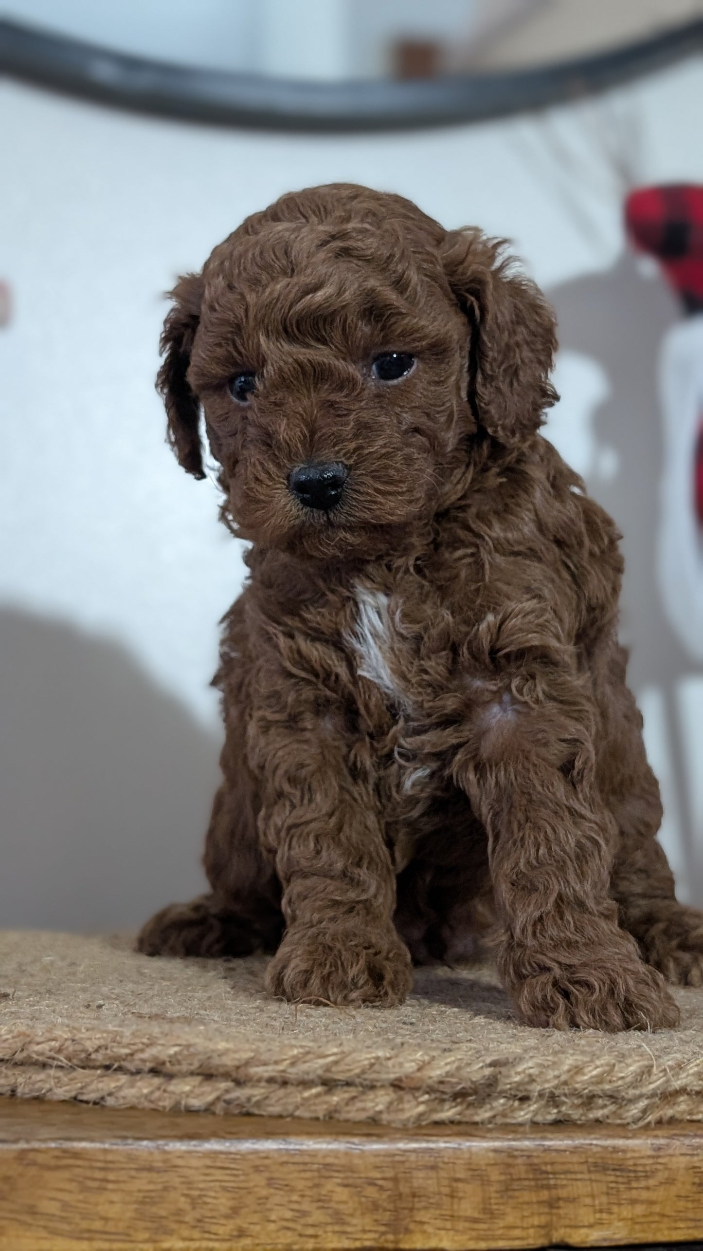 MINI POODLE (NOV 14) MALES