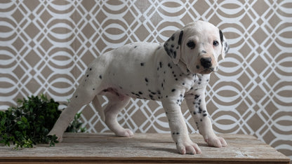 DALMATIAN (FEB 06) MALES
