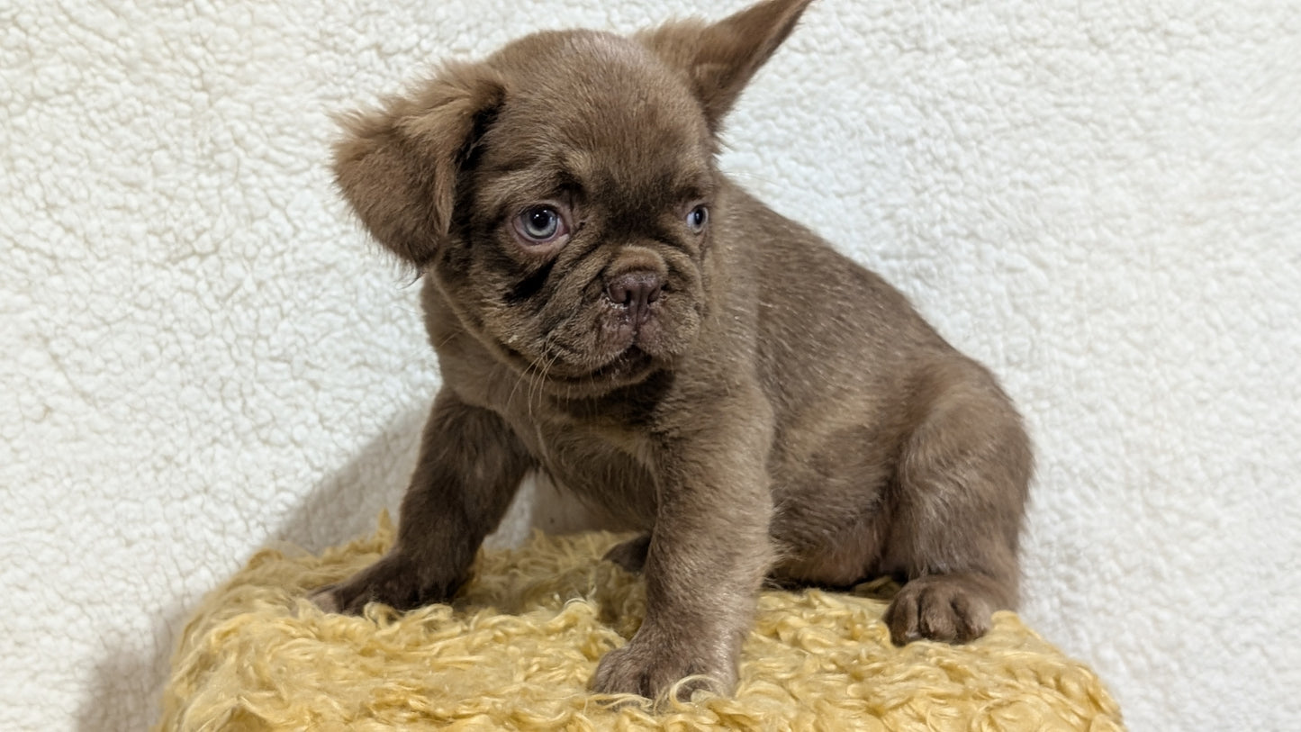FRENCH BULLDOG (MAY 26) MALE