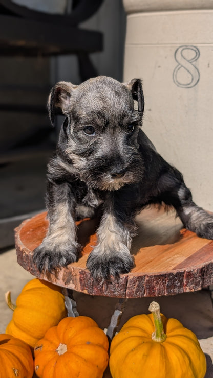 MINI SCHNAUZER (AUG 24) 8 FEMALES