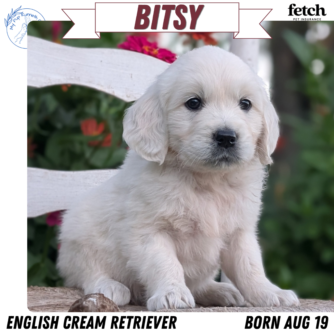 ENGLISH CREAM RETRIEVER (AUG 19) 3 MALES/4 FEMALES