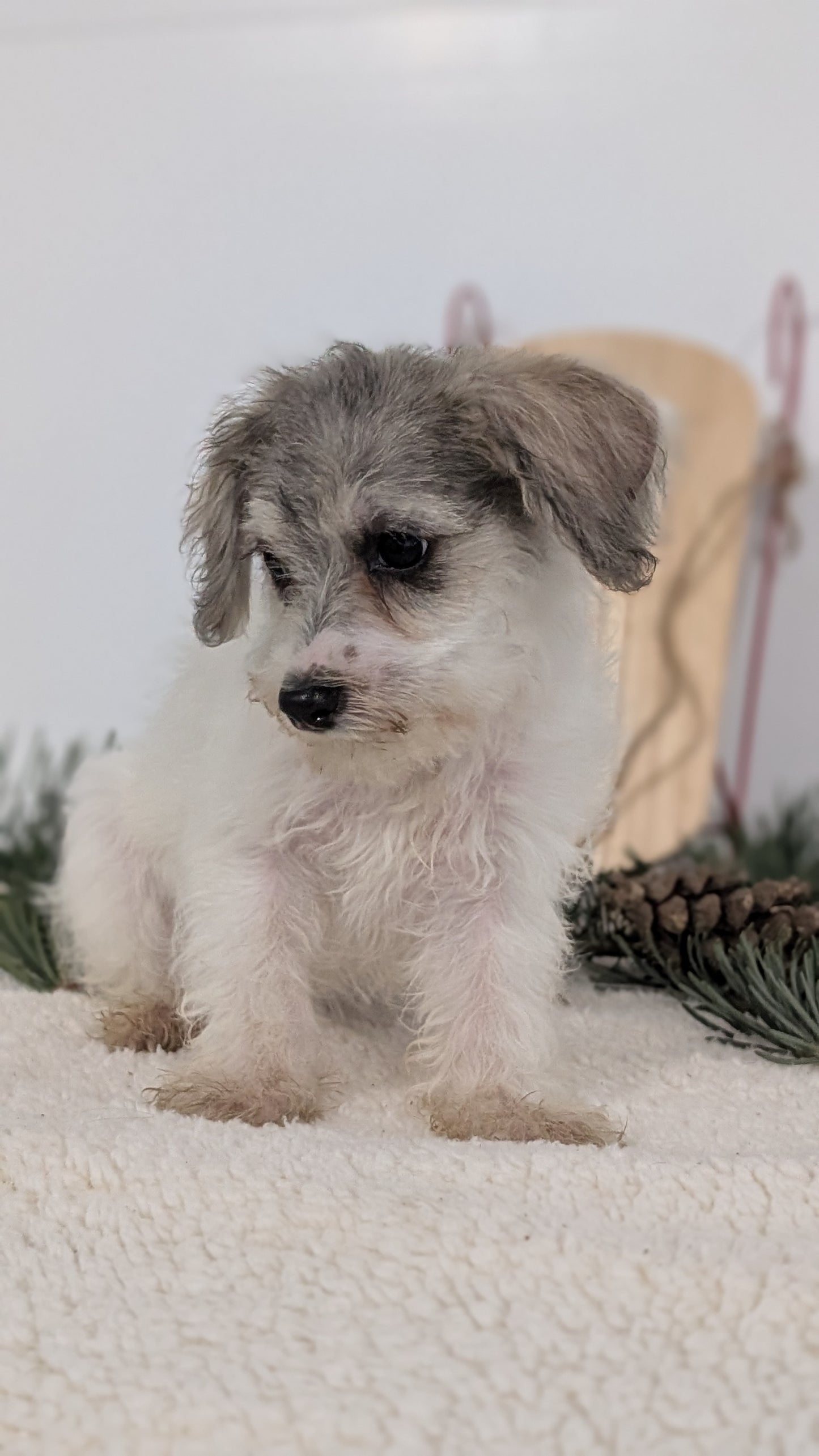 SCHNOODLE (09/20) FEMALE
