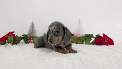 MINI DACHSHUND (OCT 20) FEMALES