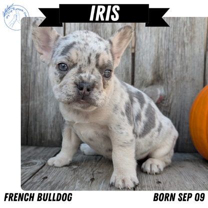 FRENCH BULLDOG (09/09) FEMALE