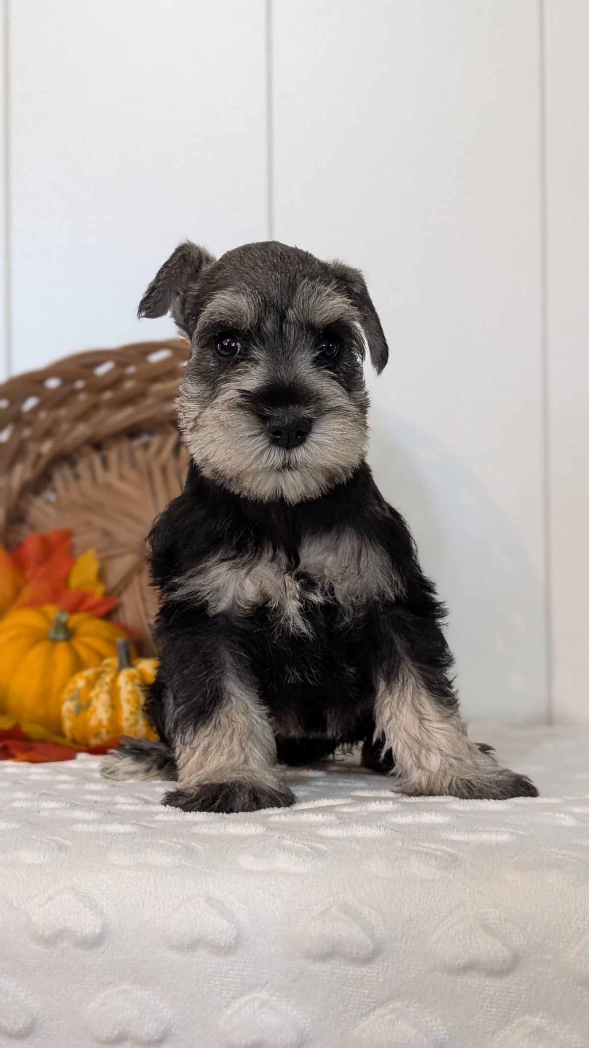 MINI SCHNAUZER (AUG 27) 4 FEMALES/1 MALE