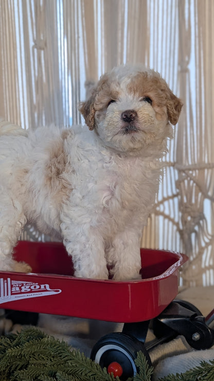 CAVAPOO (NOV 17) FEMALES