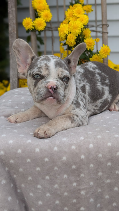 FRENCH BULLDOG (07/29) MALE
