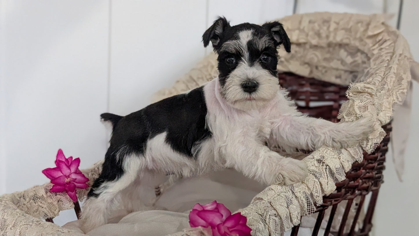 MINI SCHNAUZER (JAN 10) FEMALES
