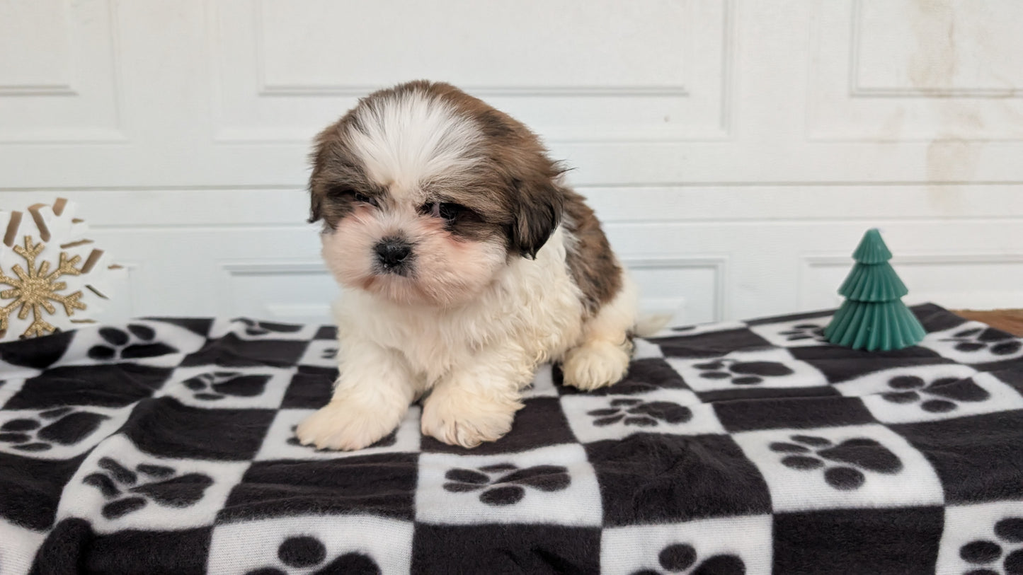 SHIH TZU (NOV 15) FEMALES