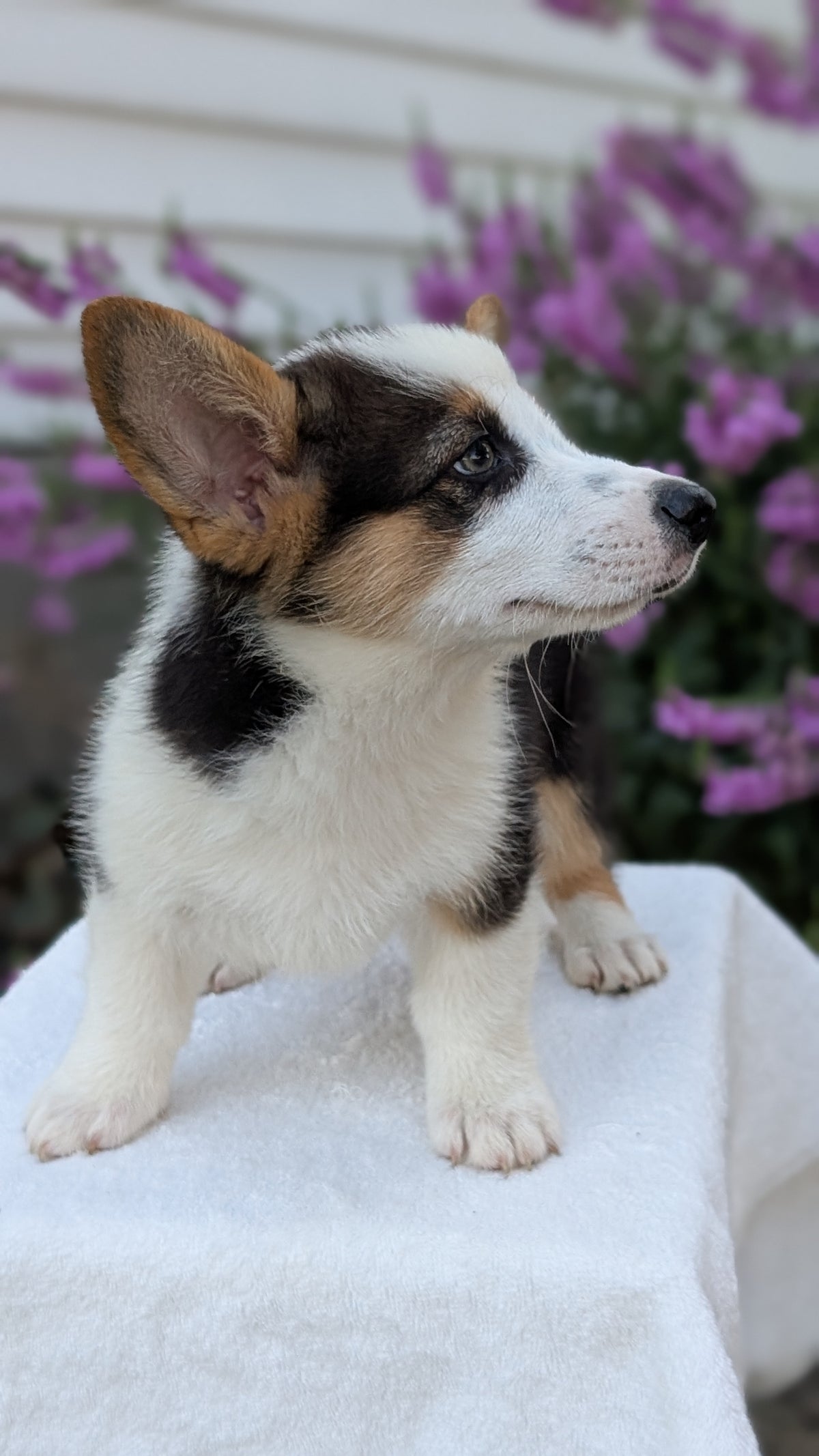 CORGI (JUN 08) MALES
