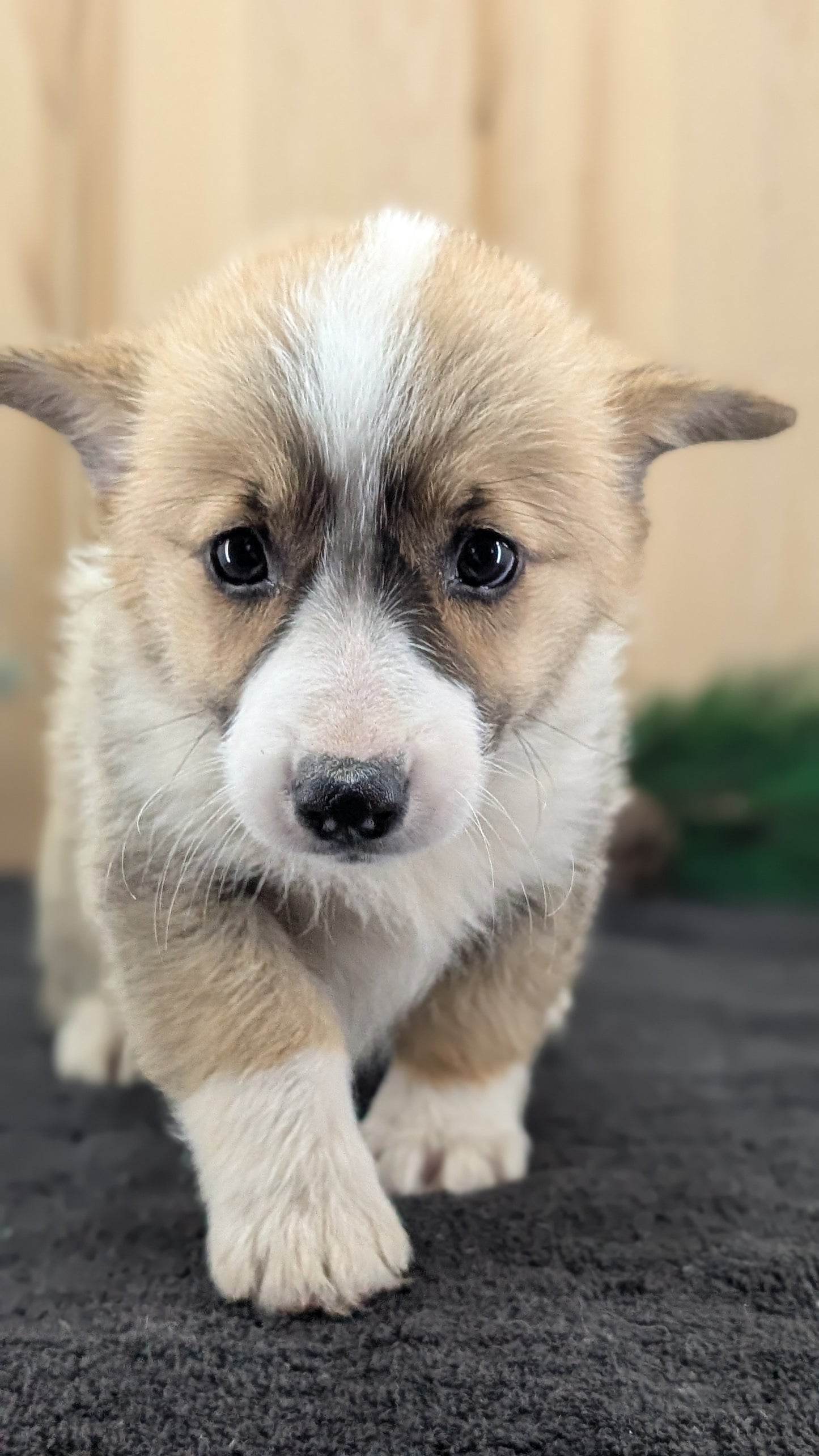 CORGI (09/17) FEMALE