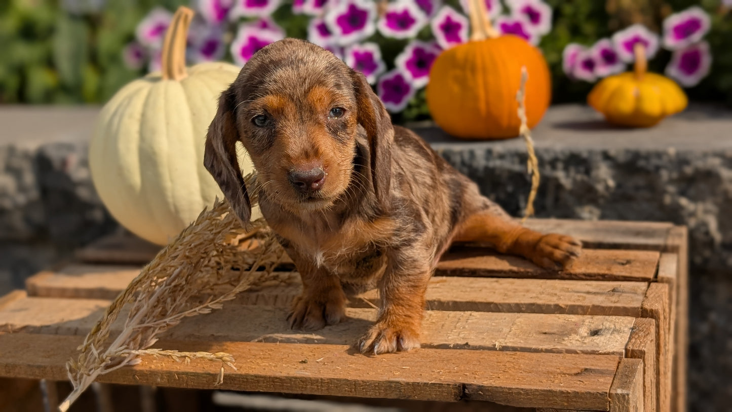 MINI DACHSHUND (08/19) FEMALE