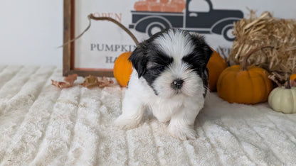 SHIH TZU (AUG 17) 2 FEMALES/3 MALES