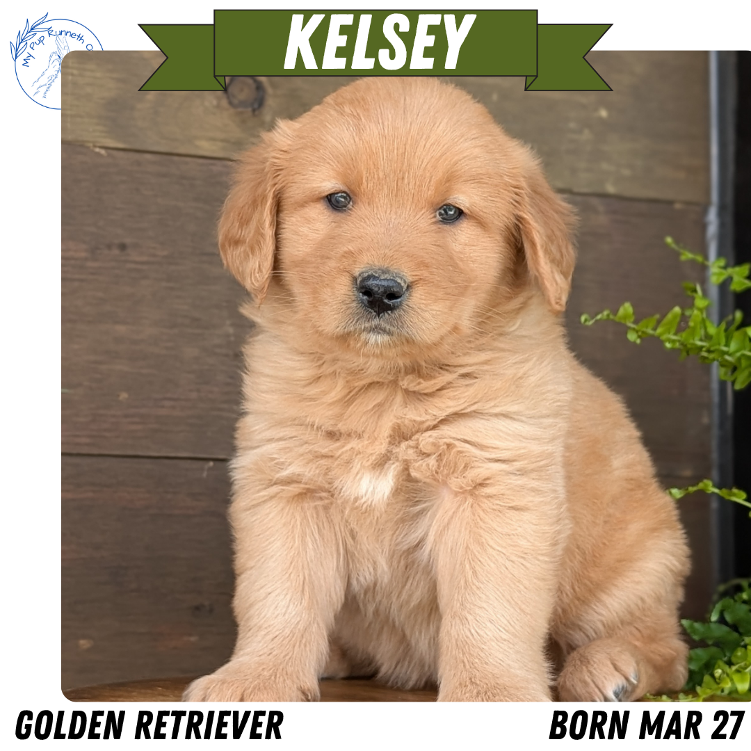 GOLDEN RETRIEVER (MAR 27) FEMALES