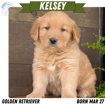 GOLDEN RETRIEVER (MAR 27) FEMALES