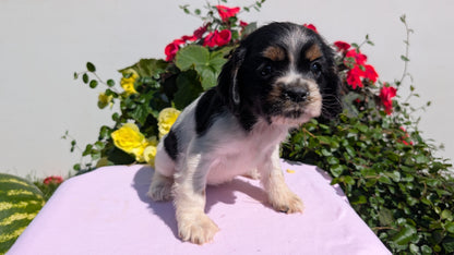 COCKER SPANIEL (07/16) FEMALE