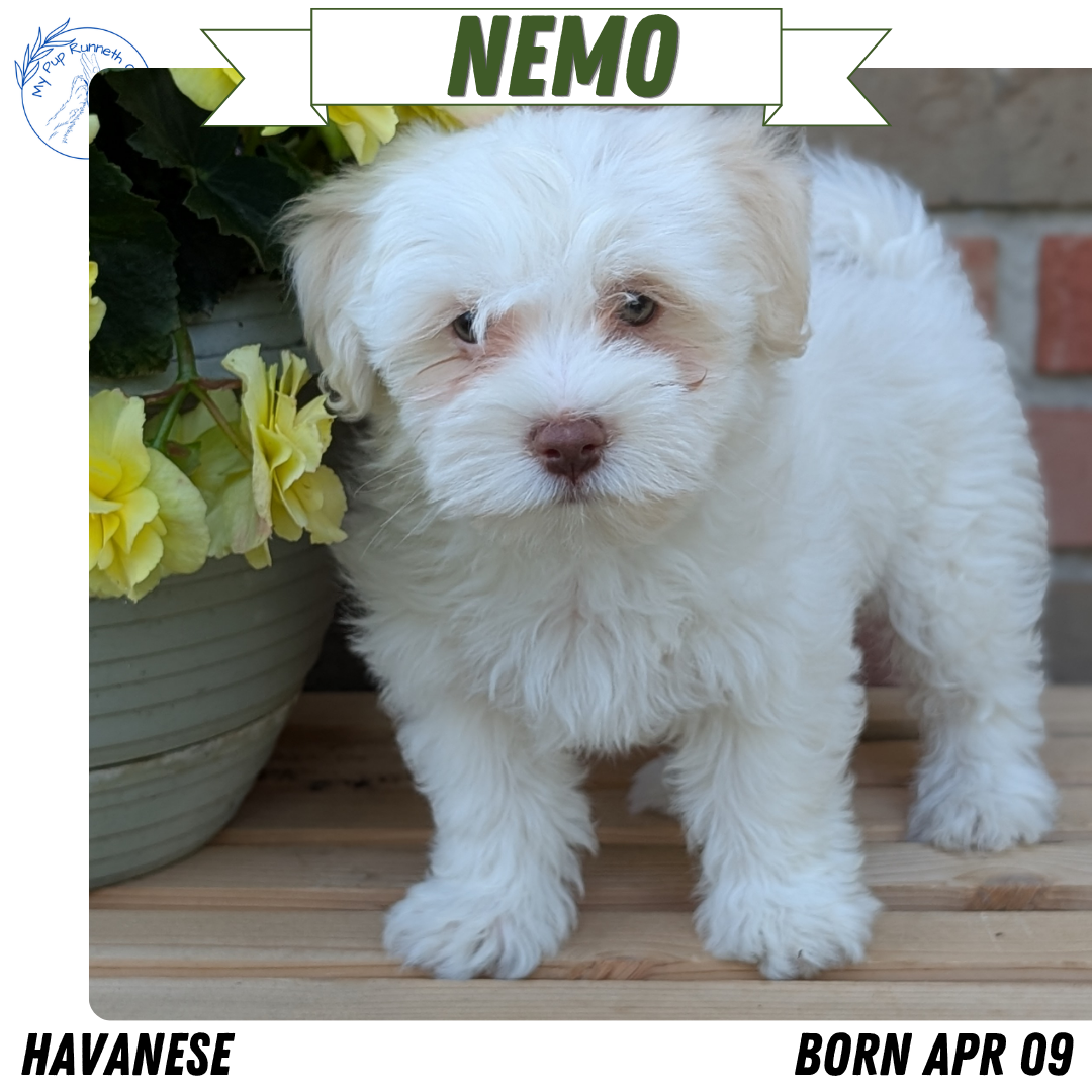 HAVANESE (APR 09) MALES